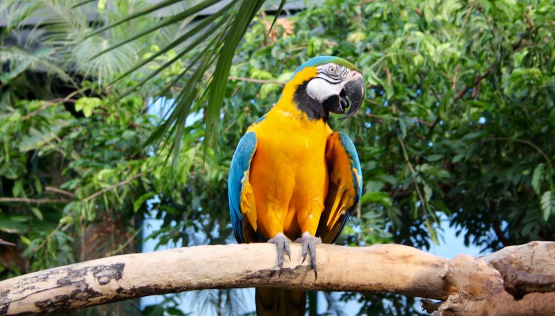 Waar staat Ecuador om bekend?